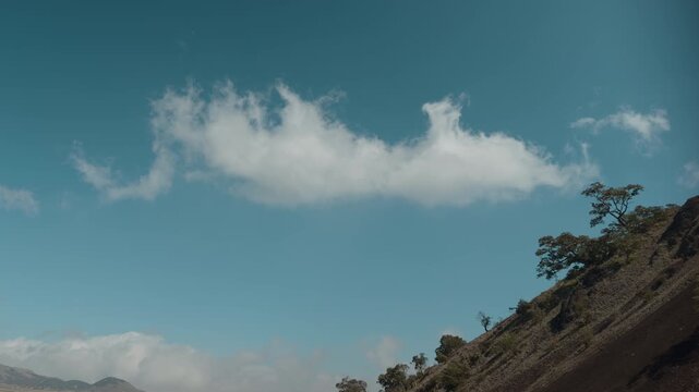 Acacia koa, is a species of flowering tree in the family Fabaceae. Puʻu Huluhulu is a volcanic cone located near the center of the Island of Hawaii. The cone is a kīpuka 