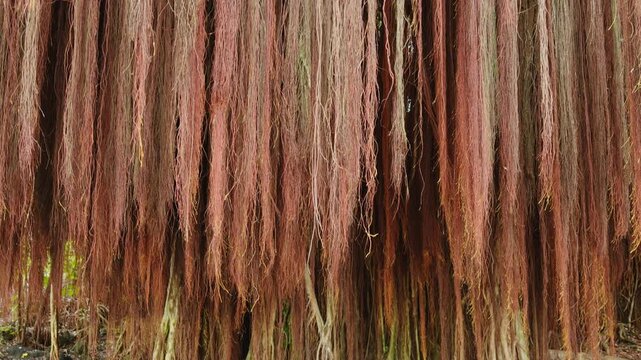 Ficus microcarpa, Chinese banyan, Hill's weeping fig, small-fruited fig, Malayan banyan, Indian laurel. Kaūmana Caves, The Big Island (Hawaiʻi Island). Aerial roots are roots growing above the ground.