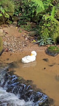 White Duck Resting and Preening in Shallow Stream Near Waterfall