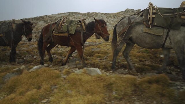Pack Mules and Donkeys Trekking the Plateau of the Muses, Mount Olympus Greece, Alpine Travel Tourism
