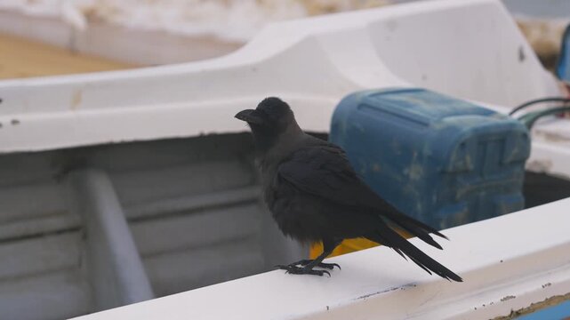 House crow perched on fishing boat in coastal Sri Lanka