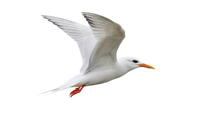 Obraz premium Isolated Royal Tern in Flight on Clear Day, a Beautiful Bird Spreading Its Wings Gracefully