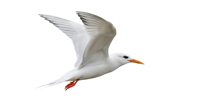 Isolated Royal Tern in Flight on Clear Day, a Beautiful Bird Spreading Its Wings Gracefully