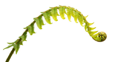 Isolated unfurling fiddlehead fern with fronds a spring botanical wonder still fresh © Rowena