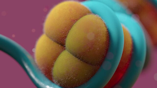 Nucleosomes wrapped in DNA, animation