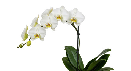 Obraz premium Isolated orchid plant elegance with graceful flowers and healthy green leaves in closeup