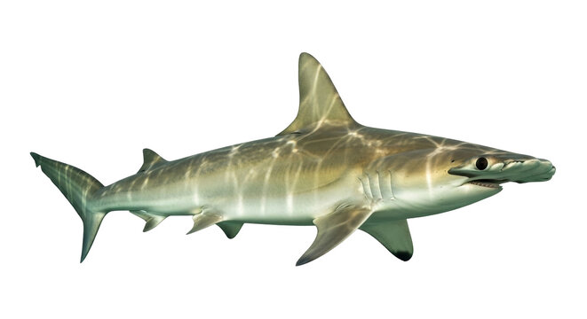 Isolated smooth hammerhead shark swimming underwater, a predatory fish, marine wildlife species