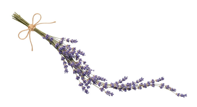 Isolated sprig of fresh, dried lavender flowers tied with twine on a light surface