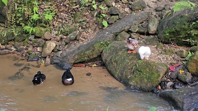 Group of Diverse Ducks Resting and Swimming by a Forest Stream