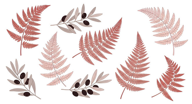 Collection of various fern leaves and olive branches with red and brown hues, isolated on white background