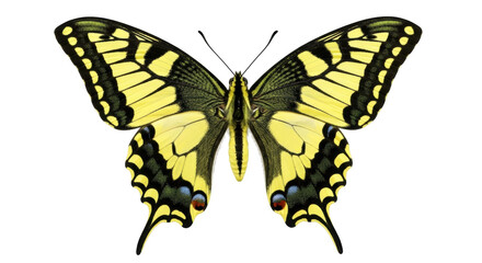 Isolated yellow swallowtail butterfly, macro close-up of vibrant color pattern and texture © darietta