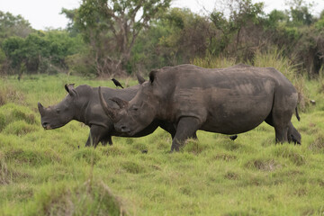 Fototapeta premium White rhinoceros (Ceratotherium simum) with calf in natural habitat, South Africa