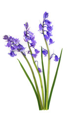 Obraz premium Minimal bluebell flower springtime abstract design on white background. Floral nature Beltane symbol of Spring decoration for logo, greeting card. 