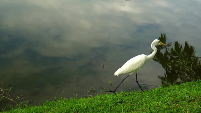 Elegant white egret standing on grassy edge beside a calm pond with soft sky reflections on water in eaceful wildlife scene with copy space and natural background.