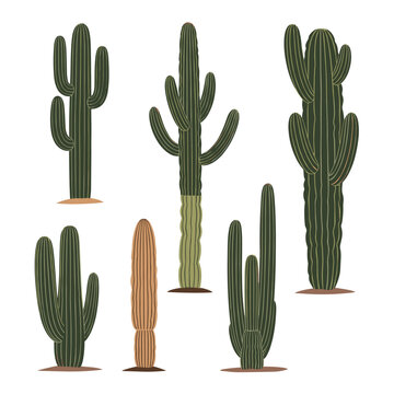 Various types of desert cacti including tall saguaro and organ pipe varieties stand against a plain background in a botanical illustration.