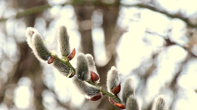 goat willow blossom in spring in Germany, closeup in early spring