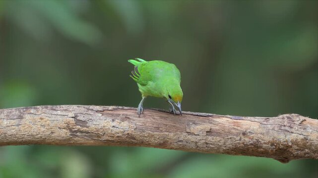Video of green Leafbird perches calmly on weathered branch. Soft-focus forest background enhances natural setting. Feathered creature shows alertness with sharp, curved beak.