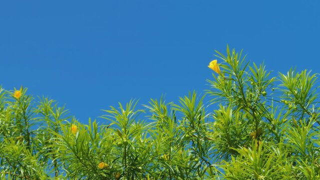 Cascabela thevetia (syn. Thevetia peruviana) is a species of poisonous plant in the dogbane family Apocynacea. yellow oleander. Mauna Kea Beach Drive, The Big Island (Hawaiʻi Island). 
