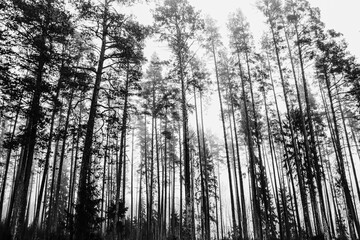 Fototapeta premium Upward view of tall pine trees rising into a bright misty sky, forming dramatic silhouettes in a dense forest. The high contrast black and white scene creates an atmospheric woodland landscape