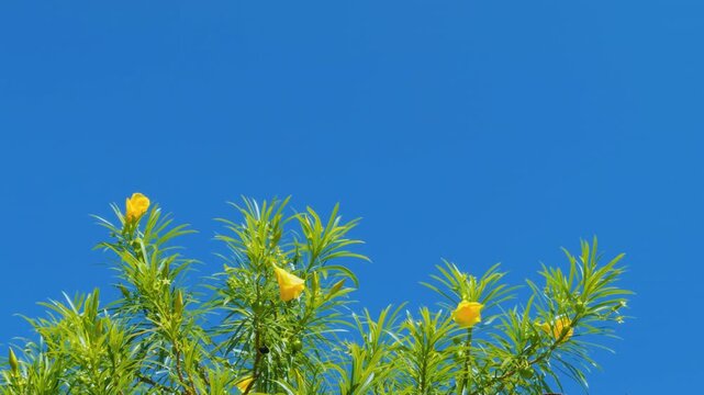 Cascabela thevetia (syn. Thevetia peruviana) is a species of poisonous plant in the dogbane family Apocynacea. yellow oleander. Mauna Kea Beach Drive, The Big Island (Hawaiʻi Island). 
