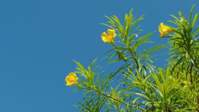 Cascabela thevetia (syn. Thevetia peruviana) is a species of poisonous plant in the dogbane family Apocynacea. yellow oleander. Mauna Kea Beach Drive, The Big Island (Hawaiʻi Island). 
