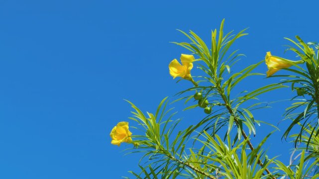 Cascabela thevetia (syn. Thevetia peruviana) is a species of poisonous plant in the dogbane family Apocynacea. yellow oleander. Mauna Kea Beach Drive, The Big Island (Hawaiʻi Island). 
