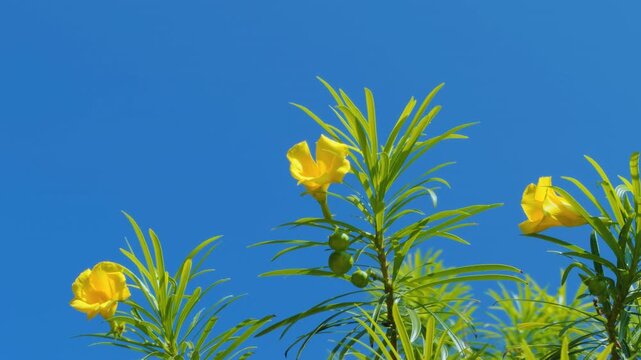Cascabela thevetia (syn. Thevetia peruviana) is a species of poisonous plant in the dogbane family Apocynacea. yellow oleander. Mauna Kea Beach Drive, The Big Island (Hawaiʻi Island). 
