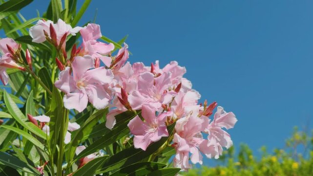 Nerium oleander, oleander or rosebay. family Apocynacea. Mauna Kea Beach Drive, The Big Island (Hawaiʻi Island). 
