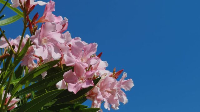 Nerium oleander, oleander or rosebay. family Apocynacea. Mauna Kea Beach Drive, The Big Island (Hawaiʻi Island). 
