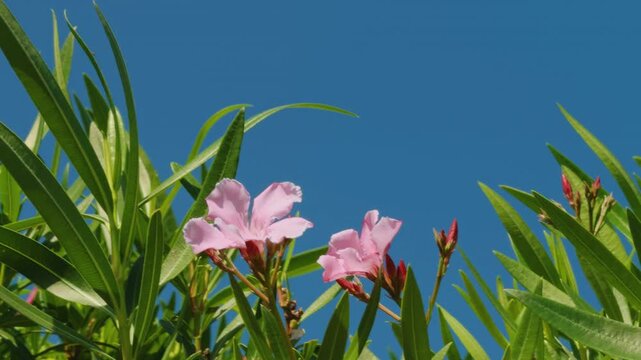Nerium oleander, oleander or rosebay. family Apocynacea. Mauna Kea Beach Drive, The Big Island (Hawaiʻi Island). 
