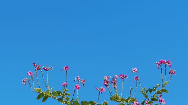 Bauhinia &times; blakeana, Hong Kong orchid tree, is a hybrid leguminous tree of the genus Bauhinia.  Mauna Kea Beach Drive, The Big Island (Hawaiʻi Island). 
