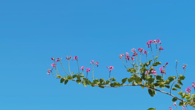 Bauhinia &times; blakeana, Hong Kong orchid tree, is a hybrid leguminous tree of the genus Bauhinia.  Mauna Kea Beach Drive, The Big Island (Hawaiʻi Island). 
