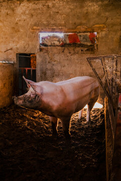 Pig standing in muddy barn on rural farm with agricultural setting