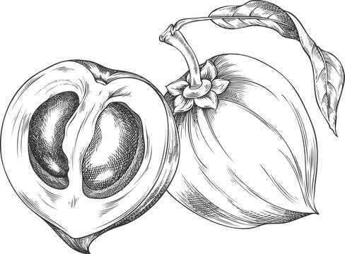 Lucuma fruits and leaf sketch, vector engraved hand drawn ripe berries, eggfruits whole and cut, farm harvest superfood