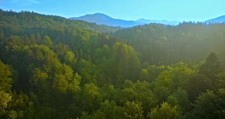 Obraz premium Aerial drone shot of a lush, green forest with dense tree coverage, showcasing tranquility and natural beauty. Ideal for nature enthusiasts and landscape photography.