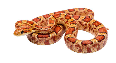 Fototapeta premium Isolated Corn Snake, a colourful serpent with orange and brown scales, coiled up, wildlife