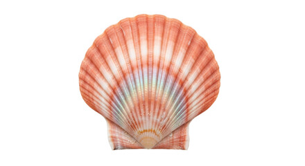 Isolated seashell with pink stripes, a beautiful scallop from the ocean or sea © Lysander