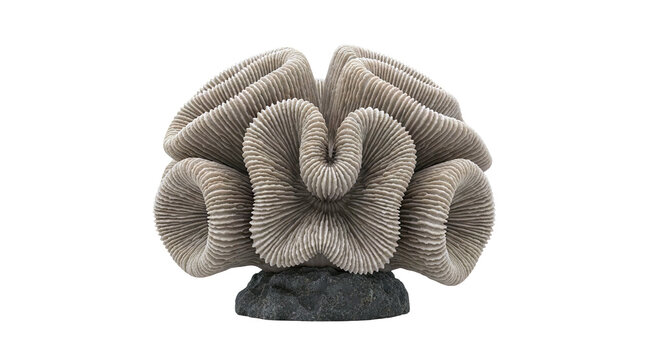 Brain Coral Specimen on Dark Base
