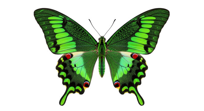 Isolated Emerald Swallowtail butterfly showing distinctive wing patterns, natural colors