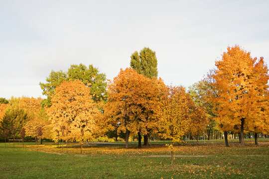 Colorful autumn trees with orange and yellow leaves in a park