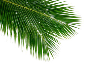 palm tree on white background © Kstock