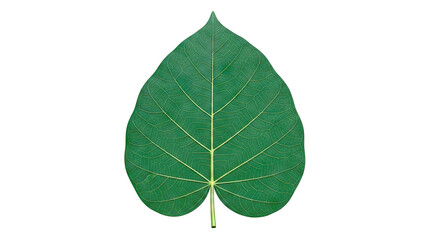 Green Leaf with Intricate Vein Pattern