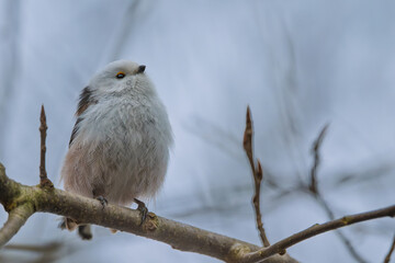 Schwanzmeise © G. W. Haupt
