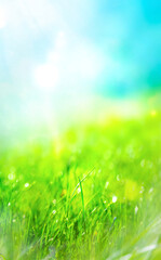 green natural grass background with sun rays, vertical walpaper