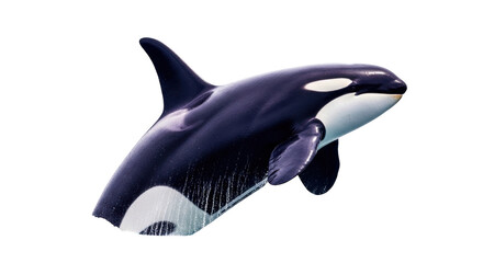 Obraz premium Isolated Killer Whale or Orca Swimming; Marine Mammal with Dorsal Fin; Black and White Markings