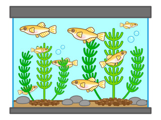 かわいいメダカの水槽と水草のイラスト素材3