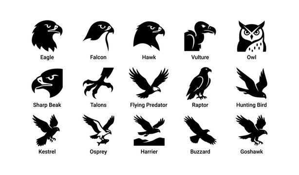 Silhouette icons of various birds of prey and their distinct features