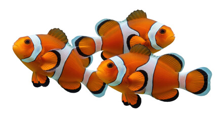 Isolated Clownfish Group Together Swimming Freely, Tropical Saltwater Fish in a School, Orange and White © Thaddeus