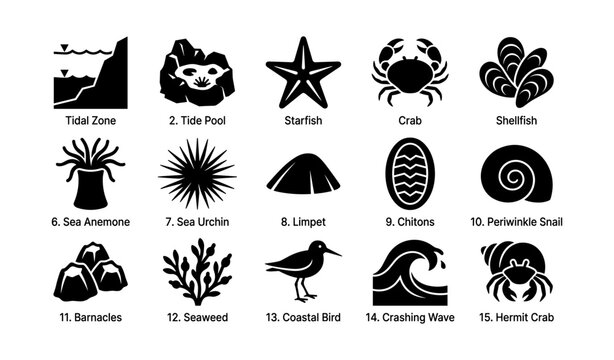 Marine life icons: tidal zone, starfish, crab, shellfish, sea urchin, coastal bird