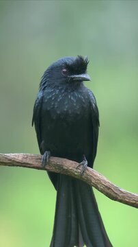 Greater racket-tailed drongo perches calmly on thin branch. Long, sleek tail feathers hang gracefully below. Soft green background highlights bird's sharp features. Bird appears alert and poised.